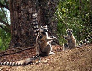 lemur_wild-madagascar.org.jpg