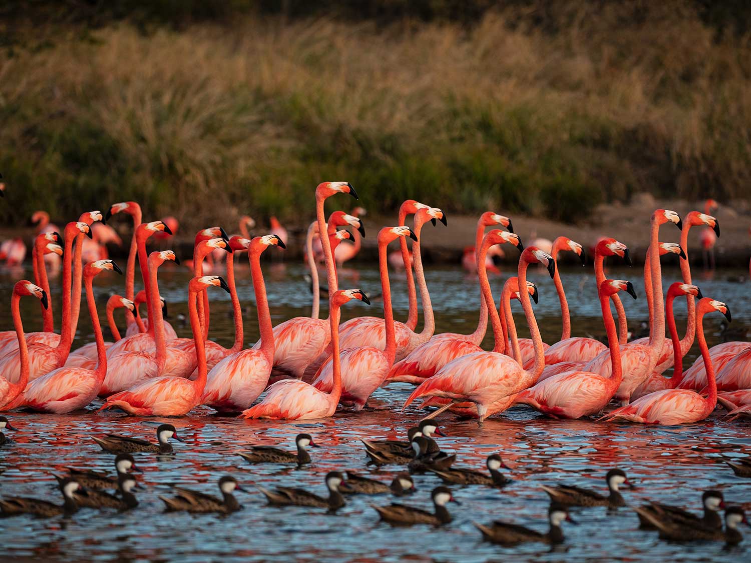 A flock of flamingoes in the water.