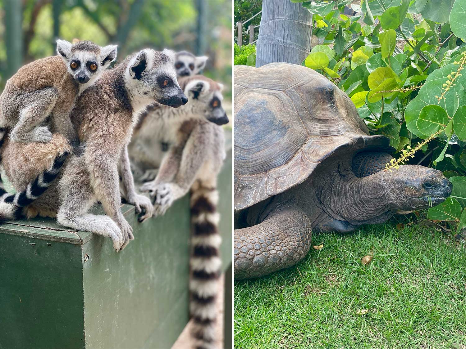 Lemurs and turtles.