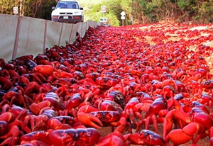 red-crabs.jpg