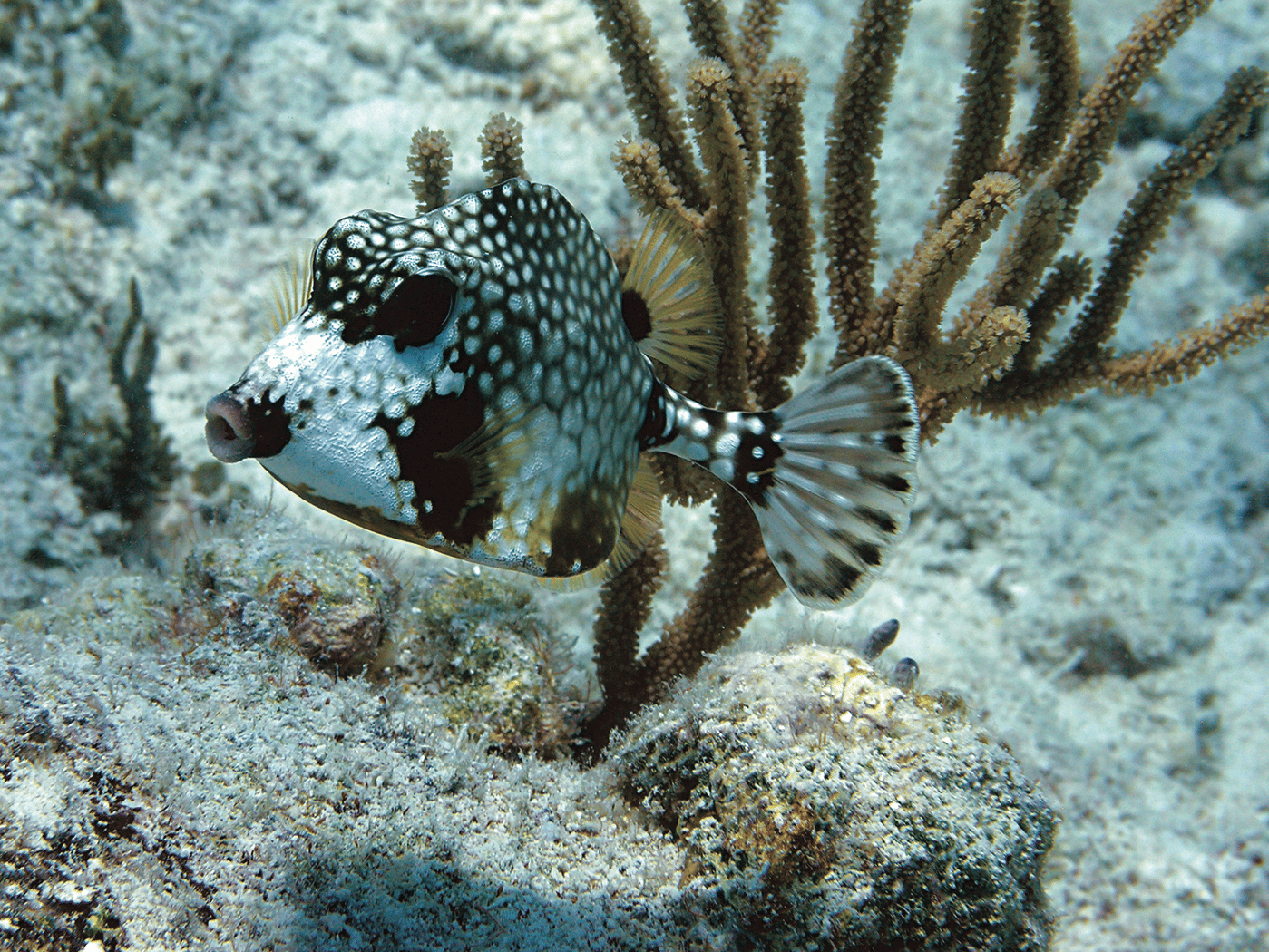 Where to Snorkel in the USVI | Things to do in the USVI