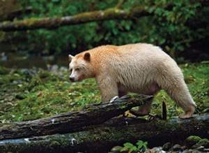 spirit-bear.jpg