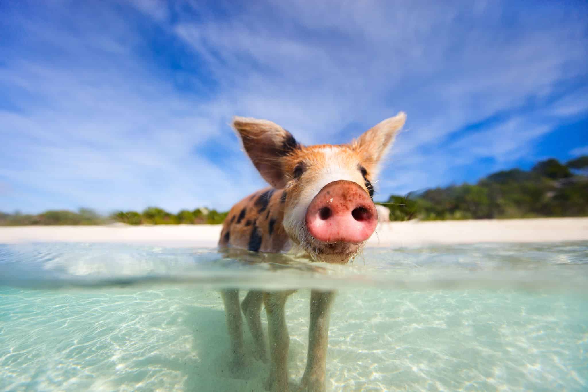 Swimming Pigs Exuma Bahamas Scaled 