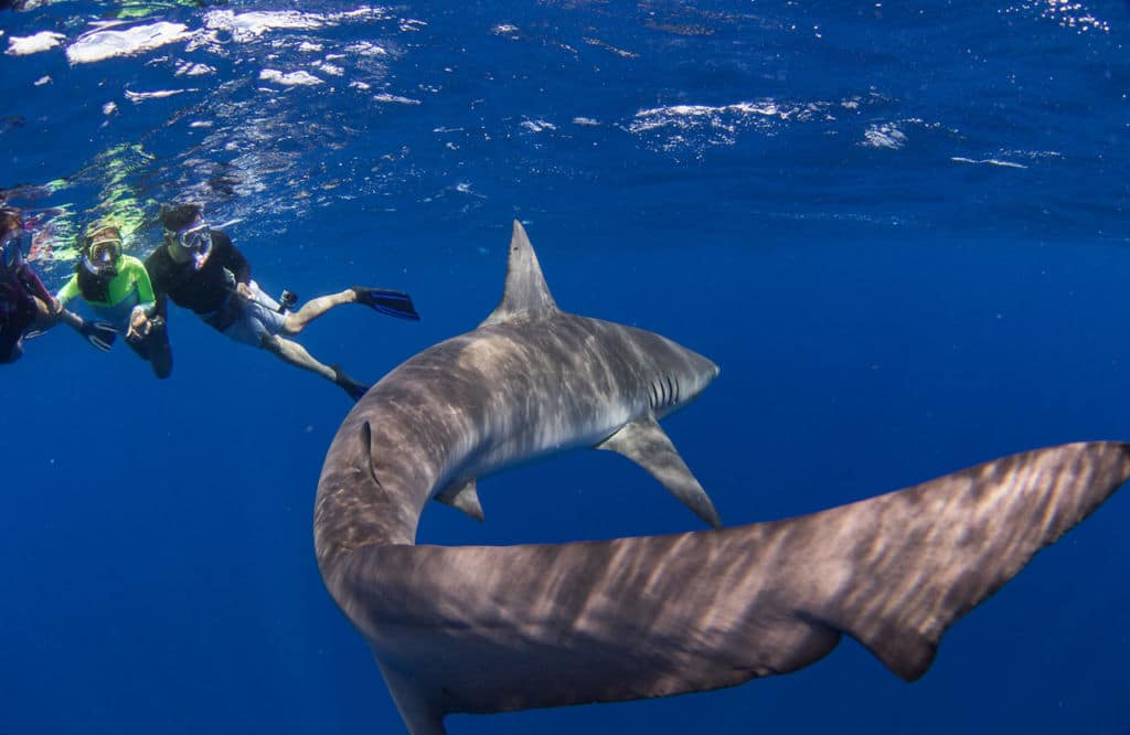 Swimming with Sharks: tiger sharks in Oahu