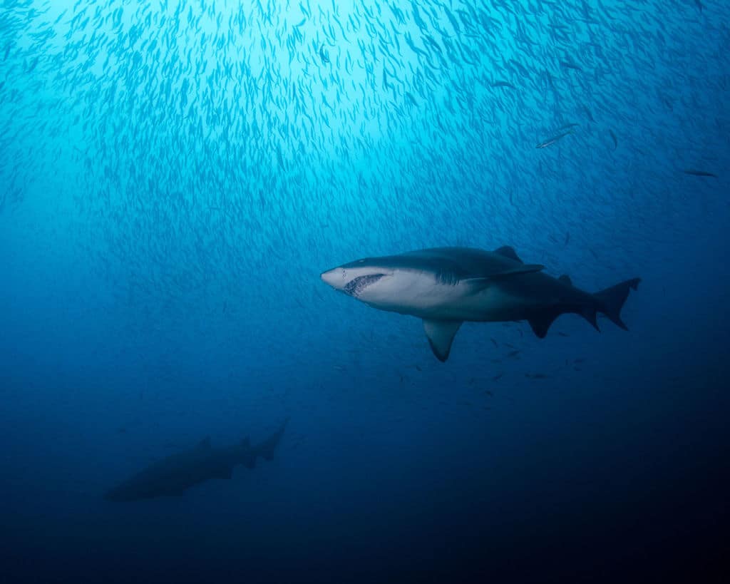 Swimming with Sharks: Tiger shark