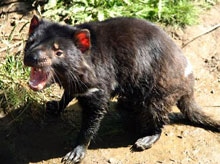 tasmanian-devil.jpg