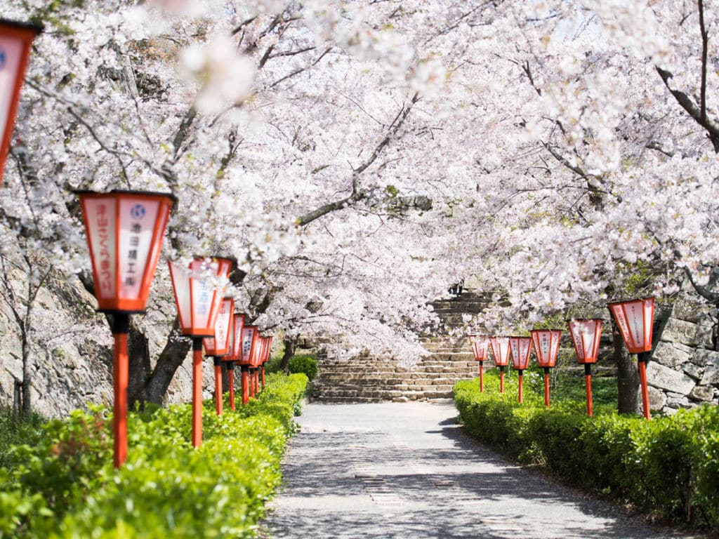 sakura