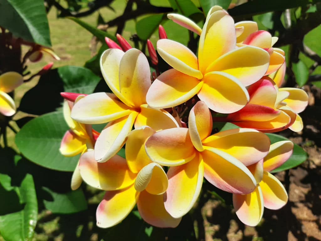 plumeria